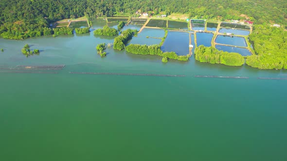 An island-shaped mangrove forest in the middle of a river mouth near the sea. alt