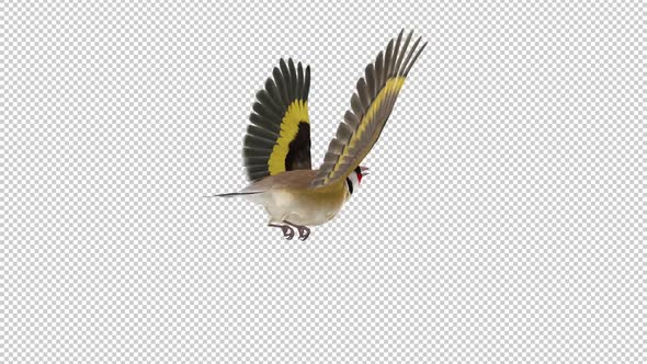 Eurasian Goldfinch - Easter Bird - Flying Loop - Back Angle - Alpha Channel