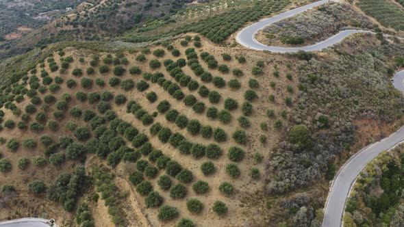 Aerial top view of Olive Trees on the Hill. Olives Farm in Italy. Olive plantation in the Mountain.  alt