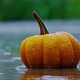 Halloween Pumpkin Under Rain - VideoHive Item for Sale