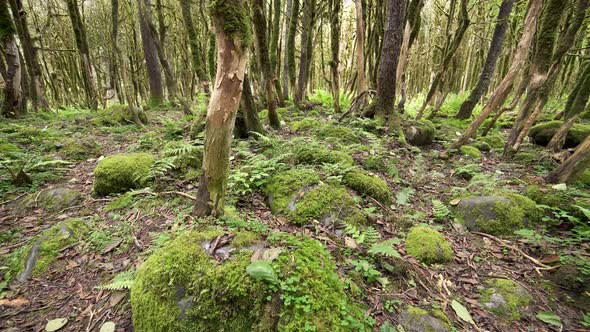 Mossy Forest Floor alt