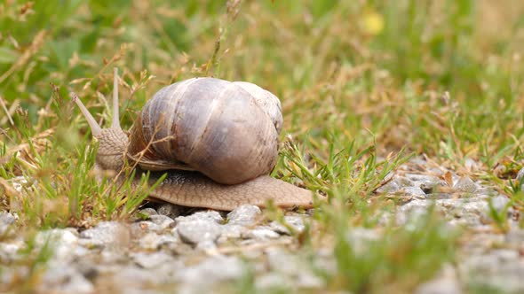 Close up, time lapse shot of a snail crawling from the left to the right side on a green stoney fore alt