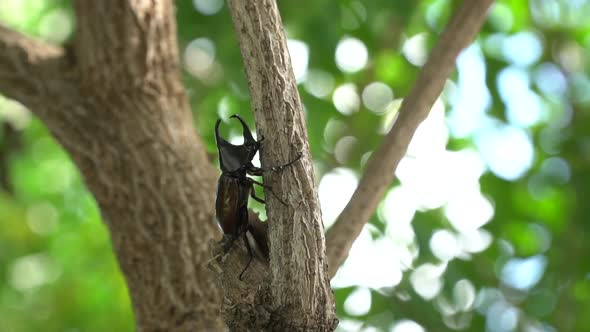 Close Up Of Siamese Rhinoceros Beetle Or Fighting Beetle On The Tree alt