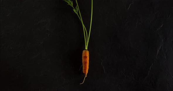 Stop motion animation of a woman's hand plants a carrot and it grows