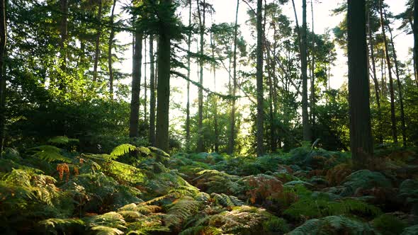 Forest floor at sunrise covered in thick brachen