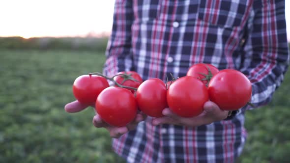 Farmer Holding Fresh Red Tomatoes