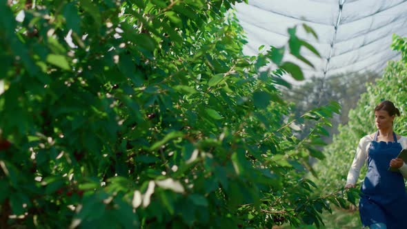 Woman Farmer Analysing Plants Quality with Tablet in Modern Sunny Greenhouse alt