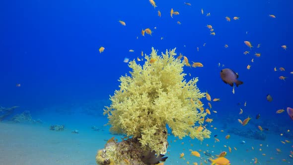 Blue Sea Water and Tropical Fish alt