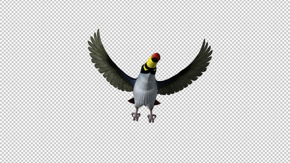 Mountain Toucan - Flying Transition 2 - Front View - Alpha Channel