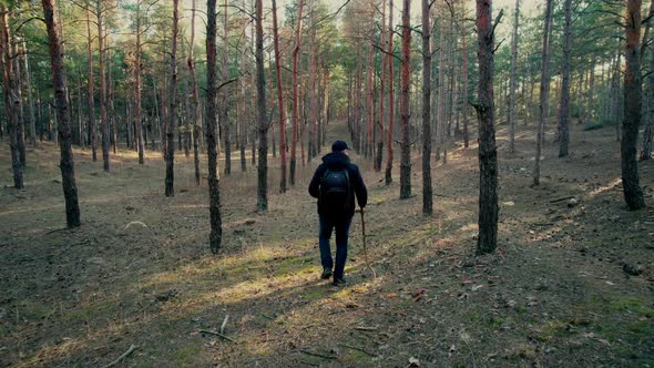 Tourist with Backpack and Wooden Stick Walks Through Forest