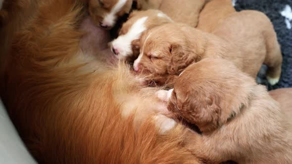 Female Dog Nursing Cute Puppies