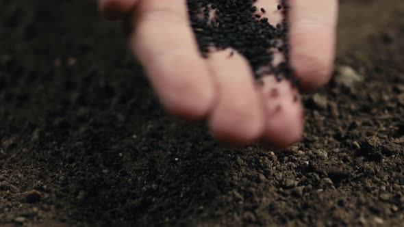 Homemade Farmer Hand Gently Sowing Basil Plants for Harvest alt