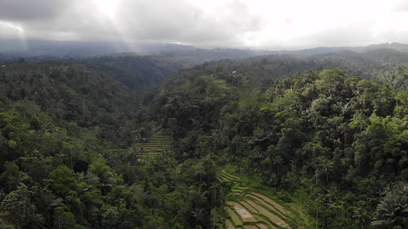 Aerial Drone View of Jungle in Bali