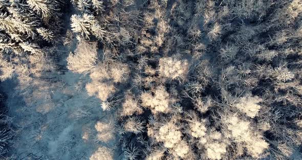 Bird Eye View Over Frosty Wintry Forest alt