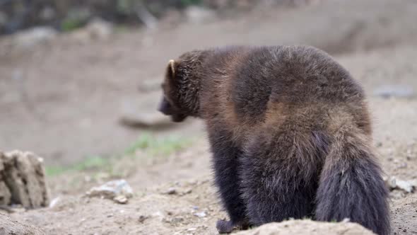 Siberian wolverine Gulo Gulo in nature