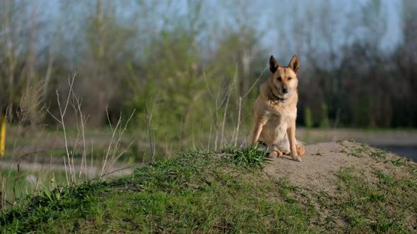 A Redhaired Lost Shepherd Dog Sits on the Street and Looks Around alt