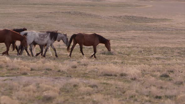 Herd of wild horses walking through the frame alt