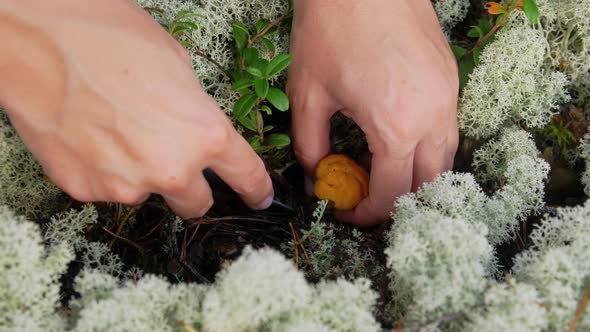 Young Woman Picking Mushrooms in Autumn Forest alt