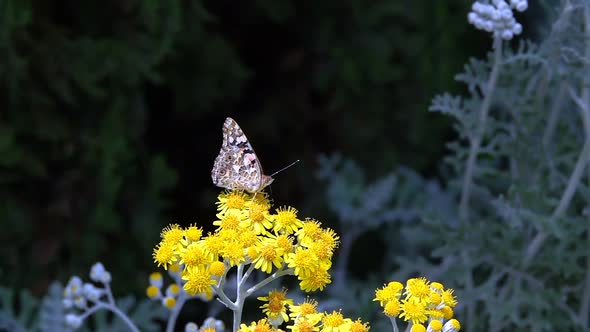 Butterfly Named Vanessa Cardui On Yellow Flowers  alt