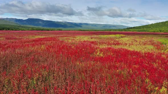 Blooming Flowers Willowherb Field alt