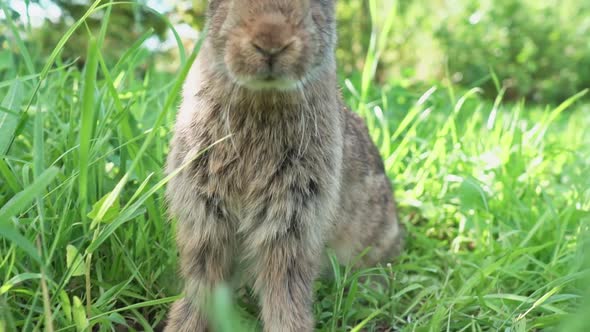 Lovely Cute Brown Rabbit alt