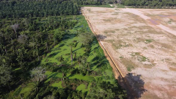 Aerial rotate the green plantation and land clearing alt