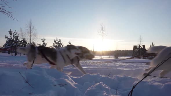 A Team of Sled Dogs Pulling a Sled Through the Wonderful Winter Calm Winter Forest alt