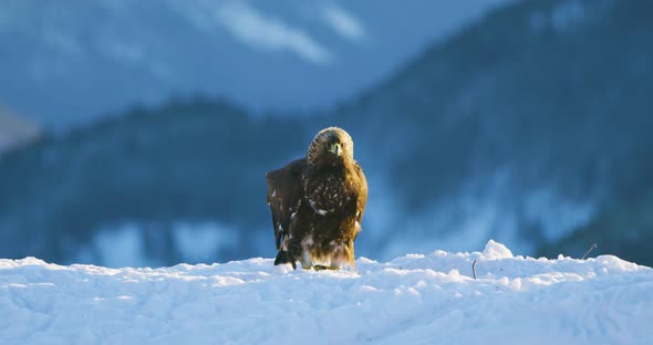 Brutal Fight Between Two Eagles Over Food in the Mountains at Winter