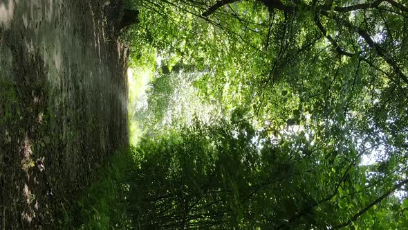Vertical Video of a Beautiful Forest in Summer alt