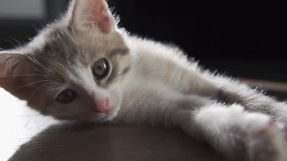 A Kitten with Big Eyes and a Pink Nose Lies and Pulls Its Paws Towards the Camera