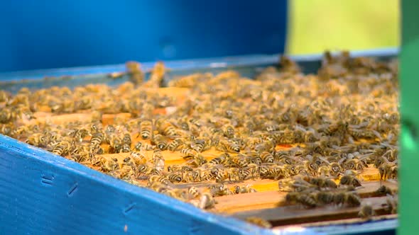Bees In Hive, Closeup, Bees Collecting Nectar alt