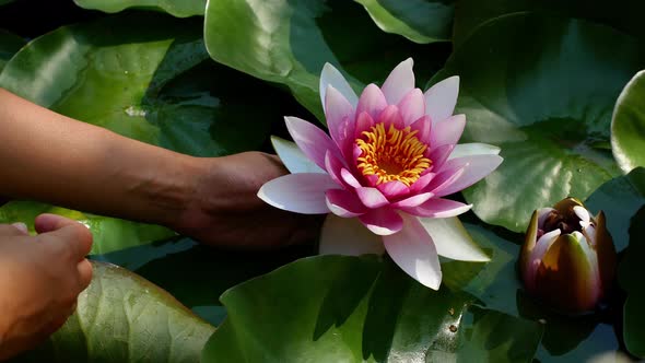 4K video Lotus flower. Close up