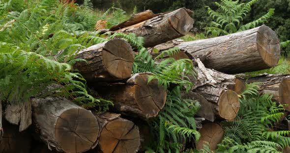 Stacked wood. The Cevennes forest, Lozere department France.