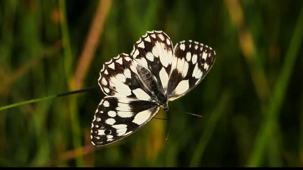 the western marbled white, Melanargia occitanica, Camargue, France alt