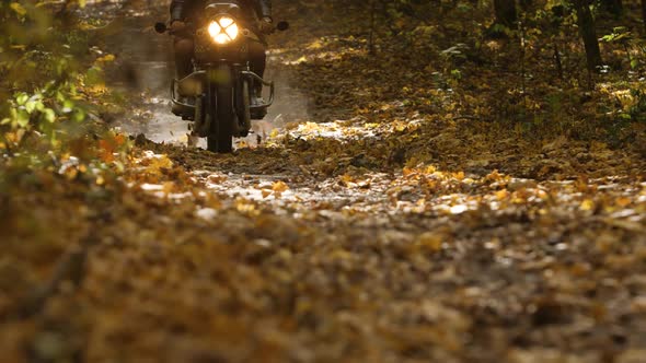 A Motorcycle Rides on a Narrow Road Covered with Yellow Autumn Leaves