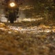 A Motorcycle Rides on a Narrow Road Covered with Yellow Autumn Leaves - VideoHive Item for Sale