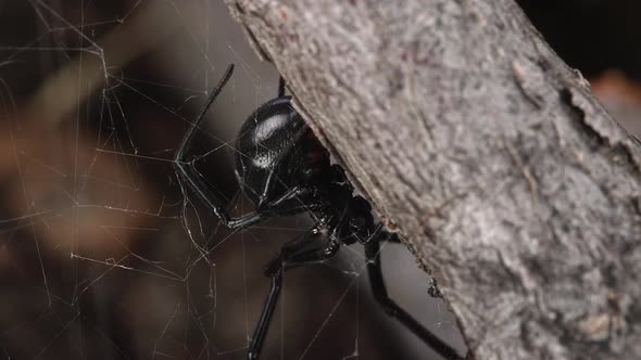 Macro view of Black Widow Spider fixing its web alt