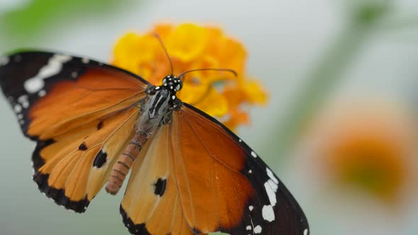 Macro details view of orange colored monarch butterfly resting on orange of petal,close up alt