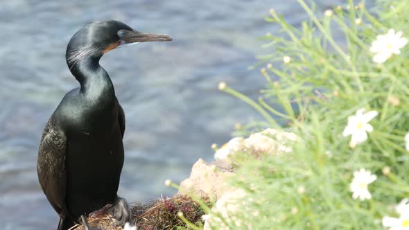 Double-crested Cormorant After Fishing in Greenery. Sea Bird with Hooked Bill and Blue Eye on Cliff alt