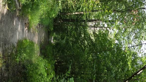 Vertical Video of a Beautiful Forest in Summer alt