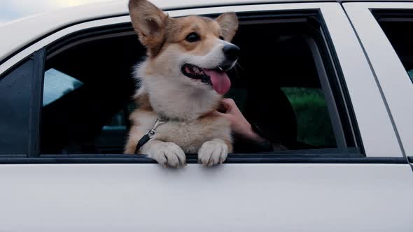 Funny Corgi Dog Looks Out of the Window of a Car and Barking alt