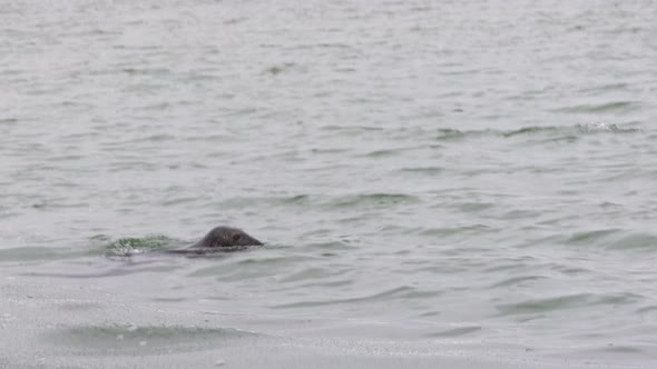 A total of 4 seals swimming and diving in the ocean, wintertime in Falsterbo, Skanör, Sweden alt