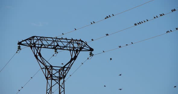 A flock of European starlings (Sturnus vulgaris) roost on overhead wires. Occitanie, France alt