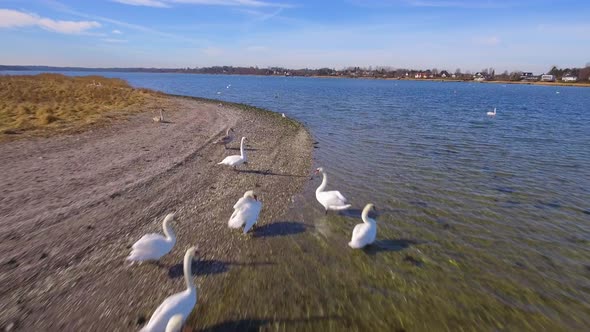 Camera Flying Low Over A Mixture Of Swans And Seagulls Flying Along By A Small Island