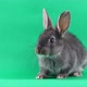 Little Gray Fluffy Rabbit Sits on a Green Chromakey Background - VideoHive Item for Sale