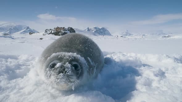Baby Seal Muzzle Towards the Camera. Antarctica alt