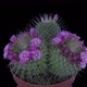 Time-lapse of blooming pink cactus buds - VideoHive Item for Sale