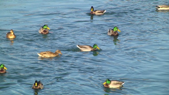 Ducks alt