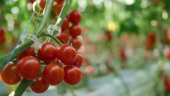 Closeup Red Tomatoes Growing on Tree Branch in Warm Modern Greenhouse Concept alt