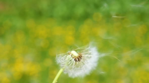 Someone Blow on a Dandelion alt